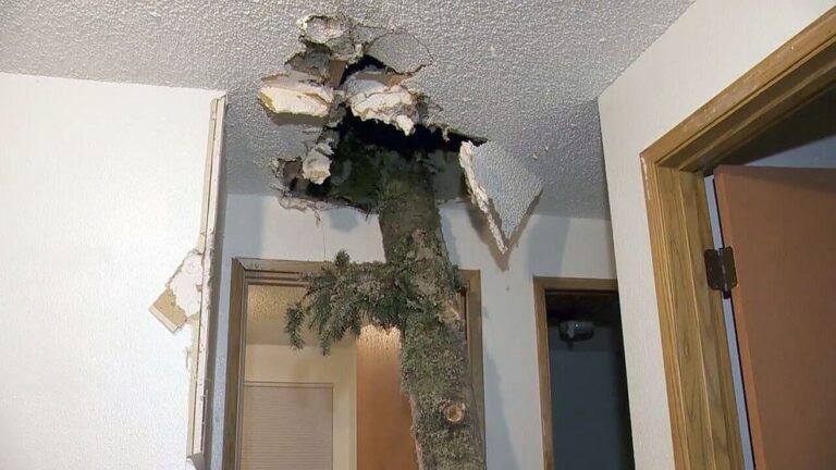 Mitä Tehdä Jos Naapurin Puu Kaatuu Talosi Päälle 43 kaatuva puu osuu talon kattoon