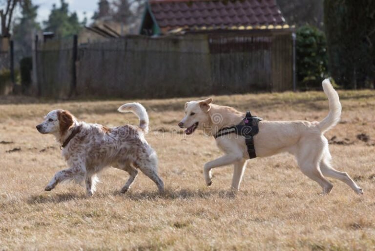 kaksi koiraa kohtaamassa ulkona