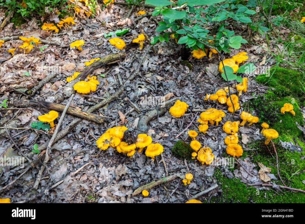 Mistä Kantarelleja Löytyy Suomessa Paras Paikka Sienestykseen 2 kantarellimetsa taynna keltaisia sienia