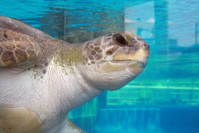 kilpikonna uimassa kirkkaassa vesitankissa