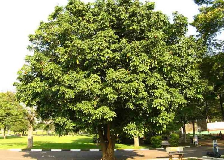 Kannattaako ETF-kuukausisäästäminen pitkällä aikavälillä 2 rahapuu kasvamassa aurinkoisessa maisemassa