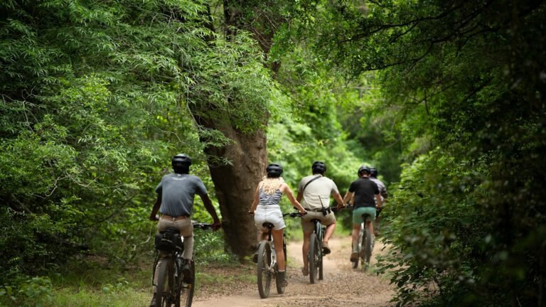 sahkopyora luonnossa metsapolulla