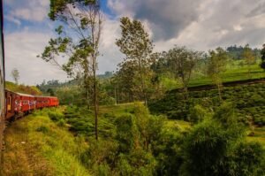 sankka metsa ja juna kapealla sillalla