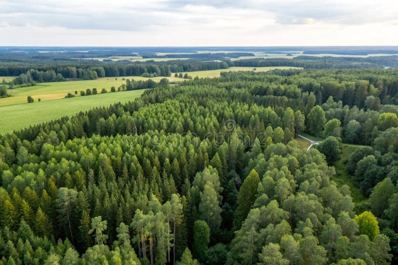 Kuinka Paljon Metsä Kasvaa Vuodessa Suomessa Keskimäärin