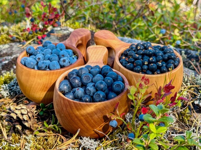 Mistä Voinko Ostaa Tuoreita Sieniä Ja Marjoja Luotettavasti 1 tuoreet sienet ja marjat luonnon ymparistossa