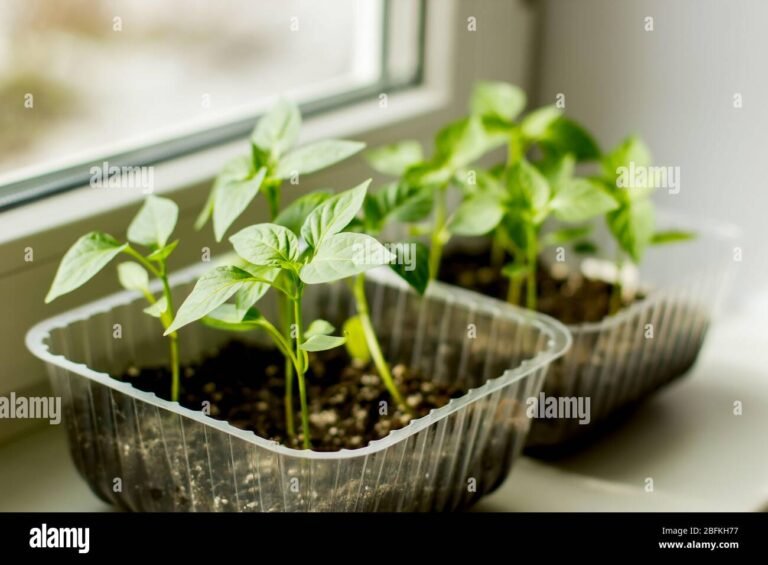 Miten Kasvattaa Tomaattien Taimia Onnistuneesti Kotona 21 vihrea tomaattitaimi auringonvalossa